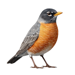 American Robin Bird Icon - Realistic Songbird Illustration