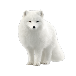 Arctic Fox Icon - Realistic White Polar Wildlife
