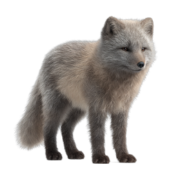 Icono realista de zorro ártico - Diseño de naturaleza premium