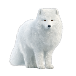 Arctic Fox Realistic Wildlife Icon | Premium Animal Illustration