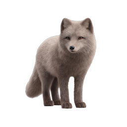Realistic Arctic Fox 3D Icon | Wildlife Animal Illustration