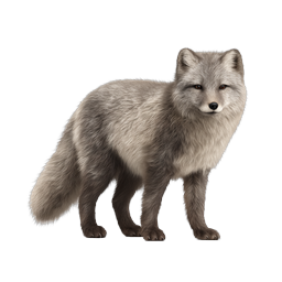 Realistic Arctic Fox Icon - Wildlife Animal Graphic