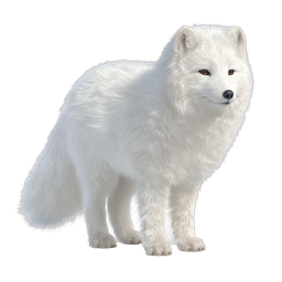 Arctic Fox Realistic Wildlife Icon | Premium Nature Illustration