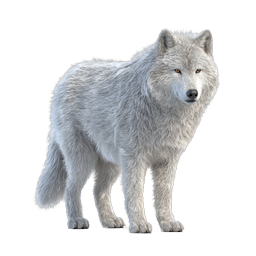 Realistic Arctic White Wolf Icon - Majestic Wildlife Design