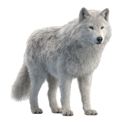Realistic Arctic Wolf Icon | Premium Wildlife Illustration