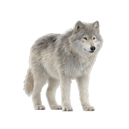 Realistic Arctic White Wolf Icon | Wildlife Nature