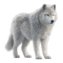Realistic Arctic White Wolf Animal Icon