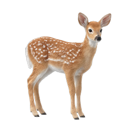Adorable Baby Deer Fawn Wildlife Icon | Realistic Animal