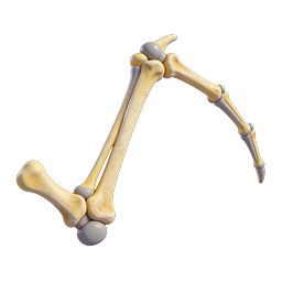 3D Bird Limb Skeleton Icon - Anatomical Bone Structure