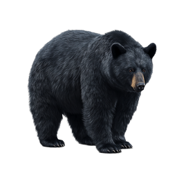 Realistic Black Bear Wildlife Icon | Nature Animal Design