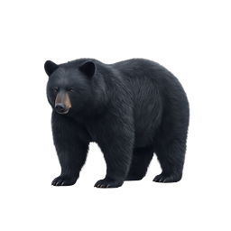 Realistic Black Bear Icon - Majestic Wildlife Design