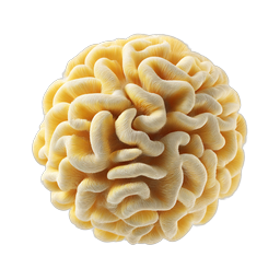 Brain Coral Organic Texture Icon - Detailed Nature Design