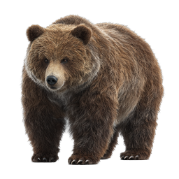 Realistic Brown Bear Icon - Majestic Grizzly Wildlife