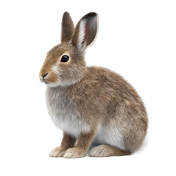 Realistic Brown Rabbit Wildlife Icon - 3D Render