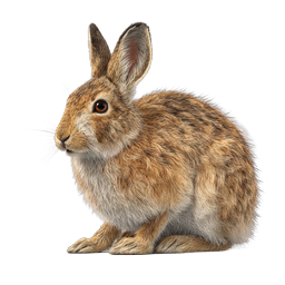 Realistic Brown Rabbit Icon - Wildlife Animal Illustration