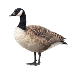 Realistic Canada Goose Wildlife Icon - Detailed Bird Illustration