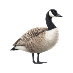 Realistic Canada Goose Wildlife Icon