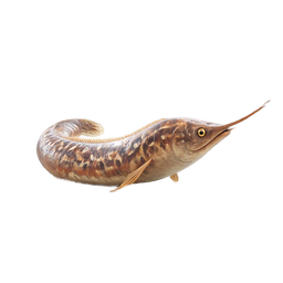 Realistic Eel Icon for Marine and Seafood Projects