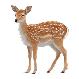 Realistic Baby Fawn Deer Wildlife Nature Icon