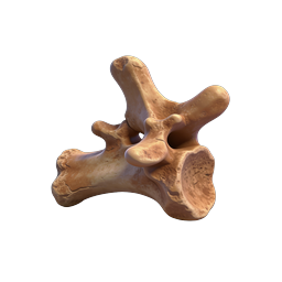 Icono de anatomía de hueso fosilizado - Renderizado 3D realista