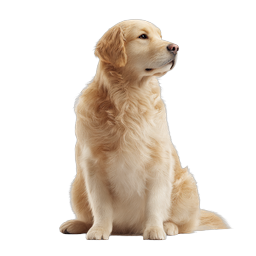 Golden Retriever Dog Icon - Realistic Pet Illustration