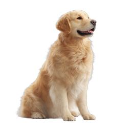 Golden Retriever Dog Icon - Realistic Pet Illustration