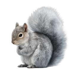 Realistic Gray Squirrel Icon - Wildlife Nature Illustration