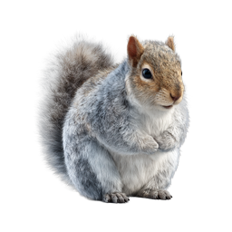 Realistic Gray Squirrel Icon - Detailed Wildlife Illustration