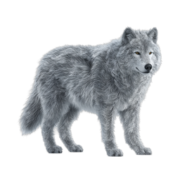 Realistic Gray Wolf Icon - Majestic Wildlife Illustration