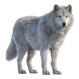 Realistic Gray Wolf Wildlife Icon - Majestic Canine