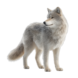 Realistic Gray Wolf Icon - Majestic Wildlife Design