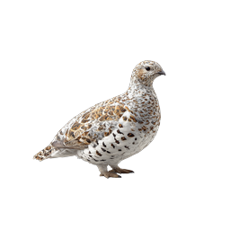 Ícone Realista de Grouse | Natureza de Aves de Caça