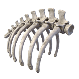 3D Human Ribcage Skeleton Icon - Anatomical Bone