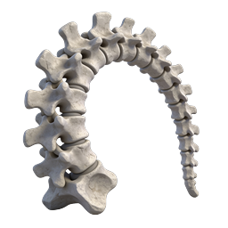 Human Spine Vertebrae 3D Medical Icon