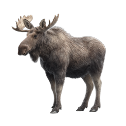 Realistic Bull Moose Wildlife Icon | Nature Animal Illustration