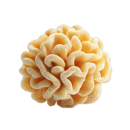 Realistic Mushroom Cluster Icon - Nature Fungus Illustration