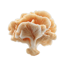 Realistic Oyster Mushroom Icon - Nature & Culinary Design