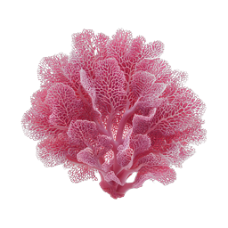 Pink Coral Icon - Detailed 3D Sea Fan Nature Graphic
