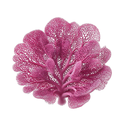 Pink Coral Organic Structure 3D Icon