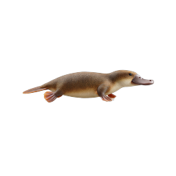 Realistic Platypus Animal Icon - 3D Wildlife Illustration