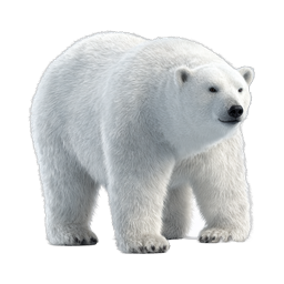 Realistic Polar Bear Icon - Arctic Wildlife Illustration