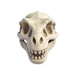 Realistisches 3D-Ikone eines Primatenschädels | Detailliertes anatomisches Design