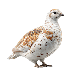 Realistic Ptarmigan Bird Icon - White and Brown Plumage