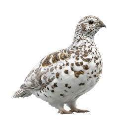 birkenschneehuhn-Icon - Realistische Illustration eines arktischen Wildvogels