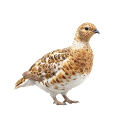 Realistic Ptarmigan Bird Icon | Wildlife Nature Illustration