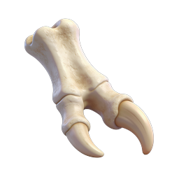 Realistic Raptor Claw Bone 3D Render Icon