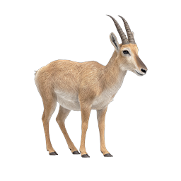 Realistic Antelope Icon - Detailed Wildlife Illustration