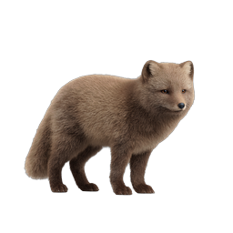 Realistic Arctic Fox Icon - Detailed Wildlife Illustration