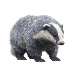 Realistic Badger Icon - Detailed Wildlife Illustration