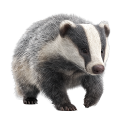 Realistic Badger Icon - Detailed Wildlife Illustration